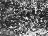 Poinciana Tree - Miami